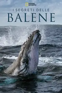 I Segreti delle Balene (2021) - Serie TV Streaming HD